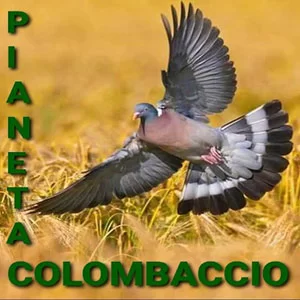 Pianeta Colombaccio